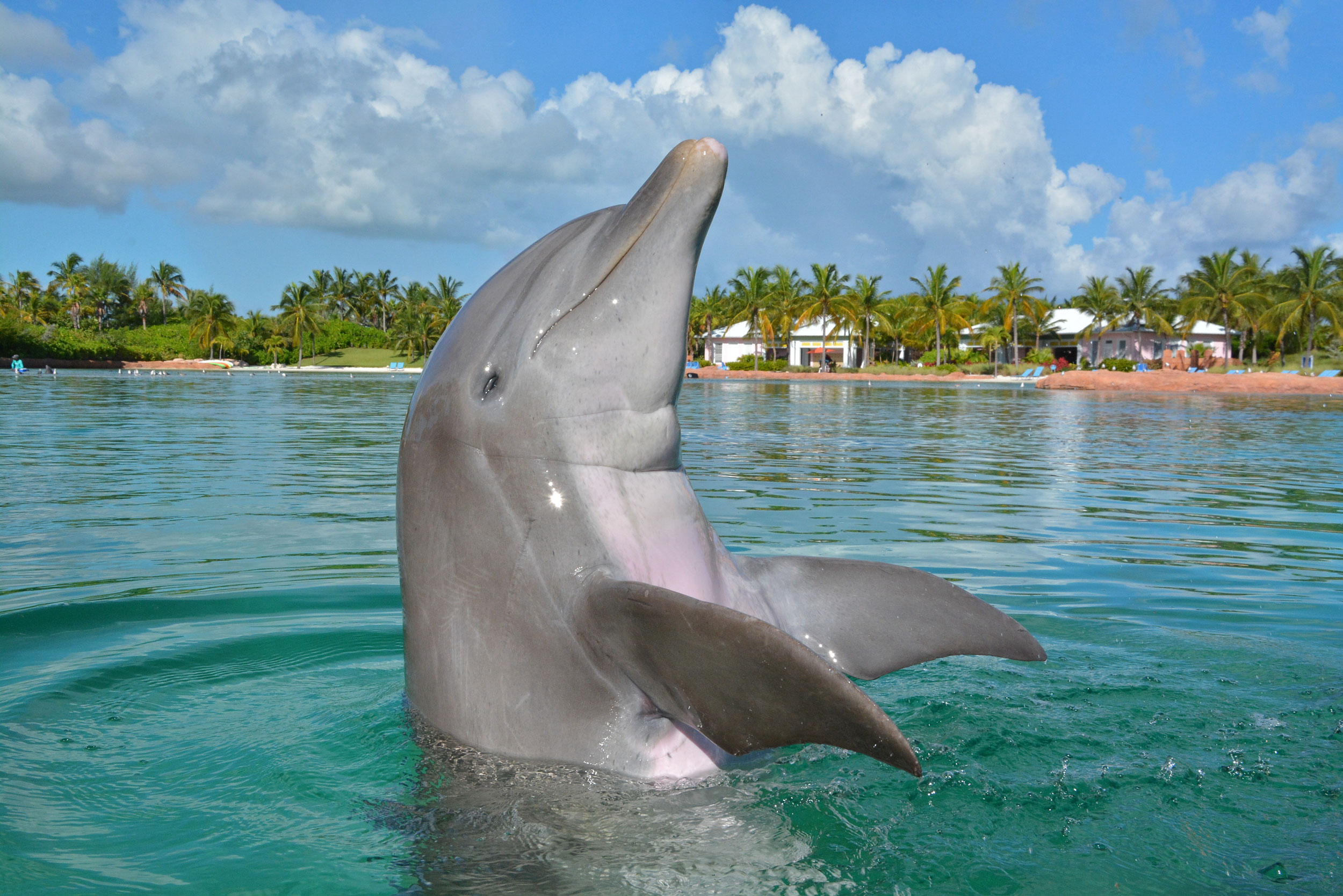 Dolphin in water