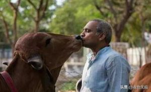 Man kiss cow