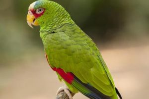 A parrot