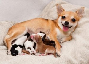 Dog with it's puppies