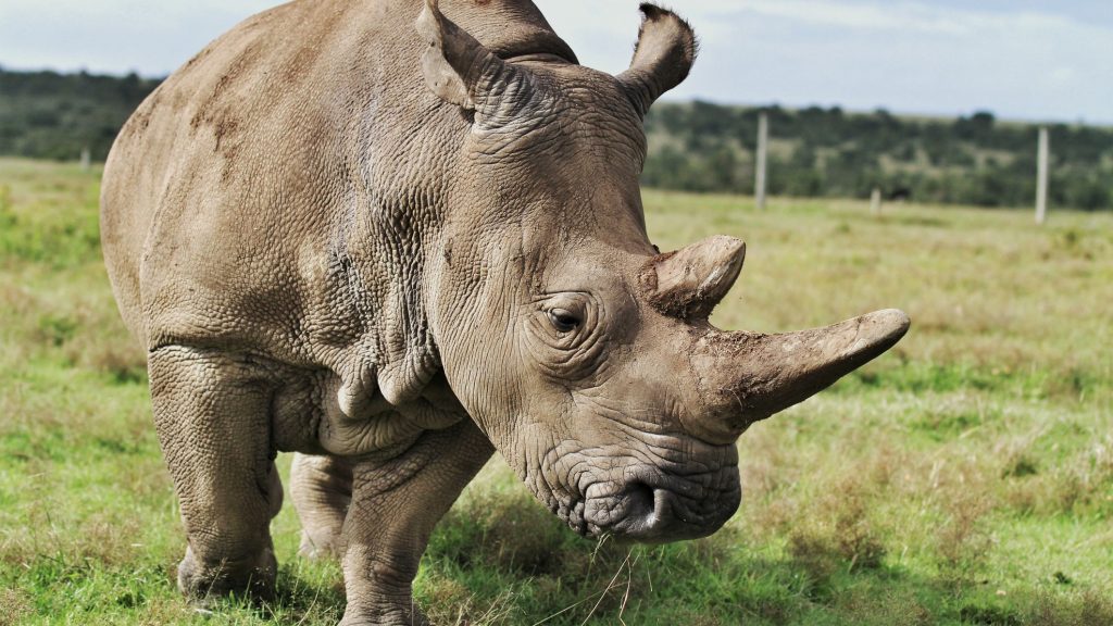 Rhino on grass