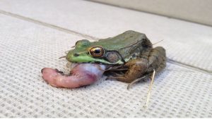 Frog having thrown up his stomach