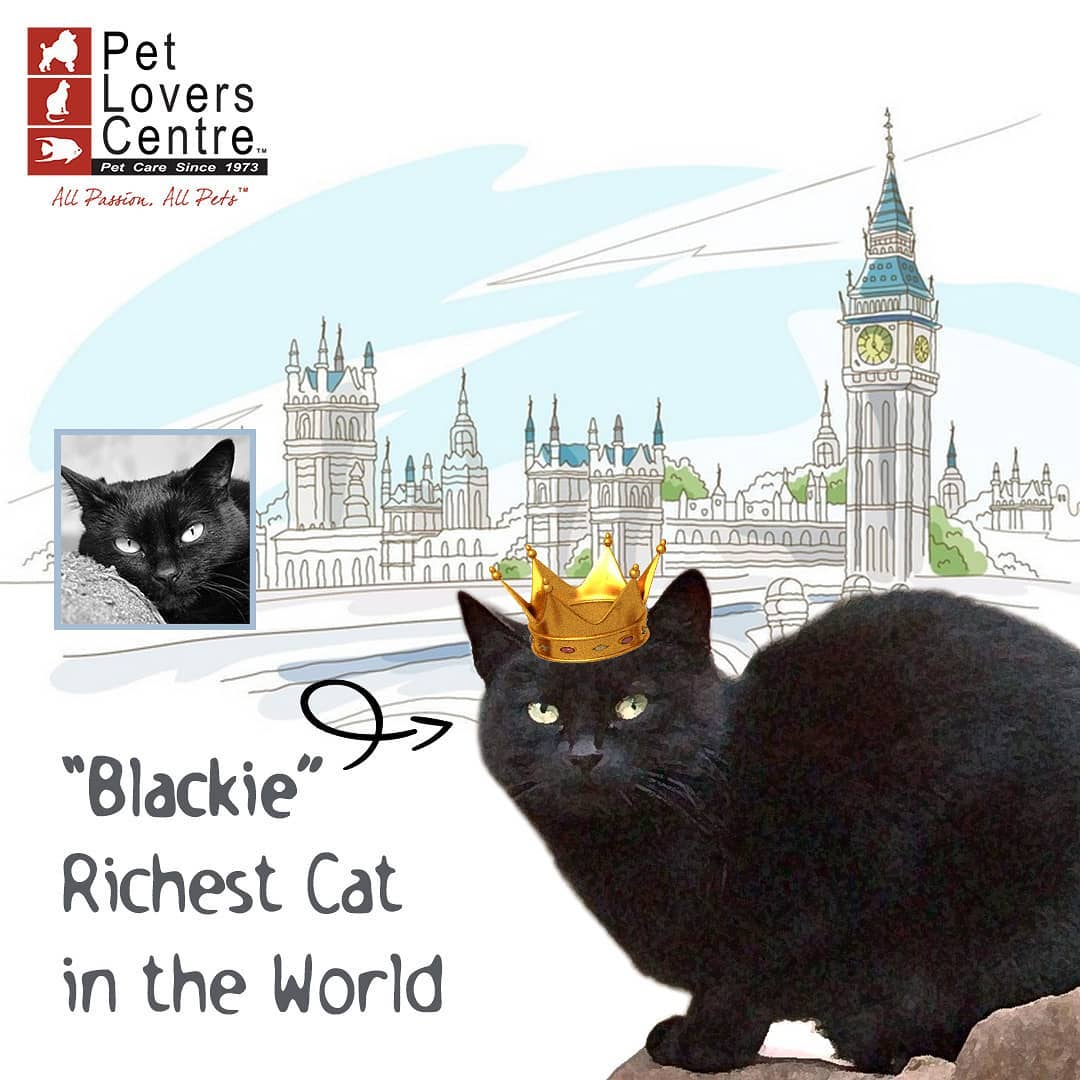 Ben Rea cat blackie