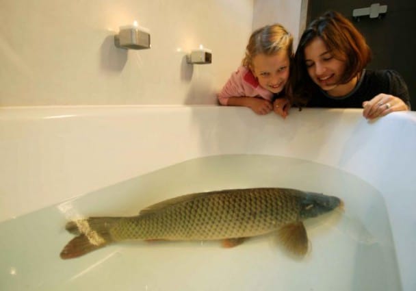 Carp in bathtub christmas tradition