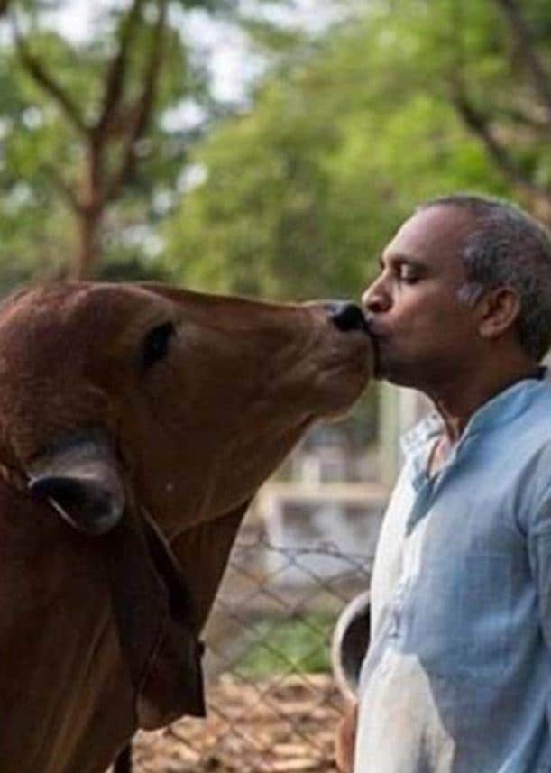Man forced to marry cow
