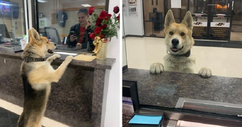Smart dog check in at police station
