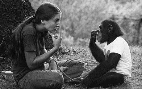 chimpanzee learn sign language - washoe