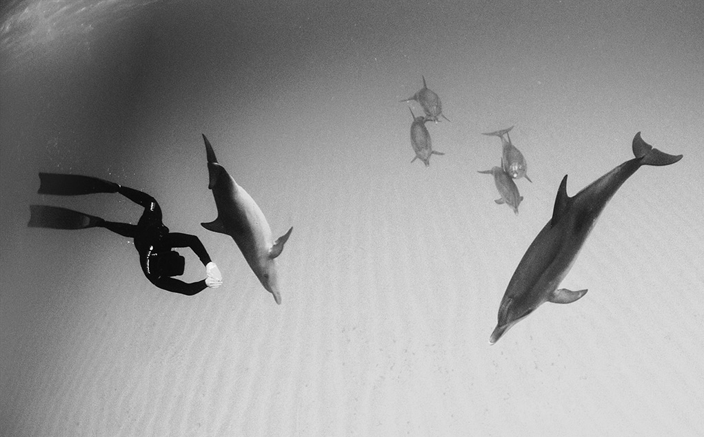 Diver swimming with dolphins in x-ray vision