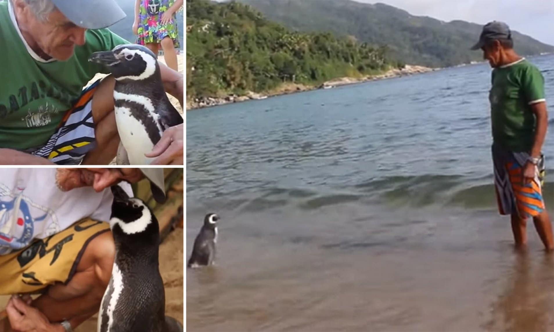 Penguin dindim returns every year to heroic fisherman who rescued him