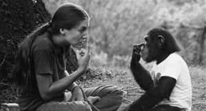 chimpanzee sign language